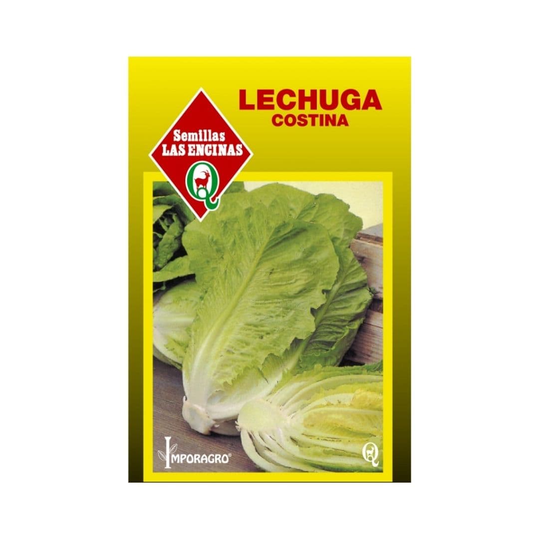 Lechuga